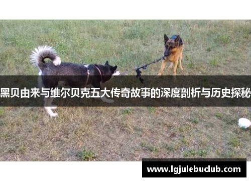黑贝由来与维尔贝克五大传奇故事的深度剖析与历史探秘 黑贝由来与维尔贝克五大传奇故事的深度剖析与历史探秘